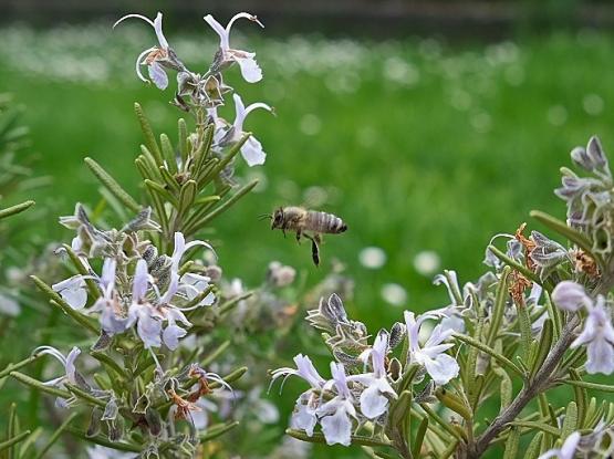 Čebelarsko društvo Dolsko
