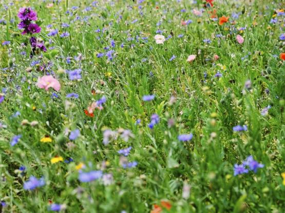 Čebelarsko društvo Dolsko