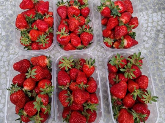 Kmetija Pr' Medišku