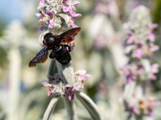 Čebelarsko društvo Dolsko