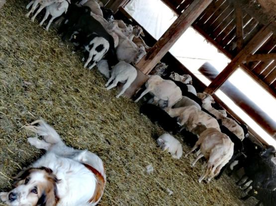 Ekološka kmetija Pr' Travnari