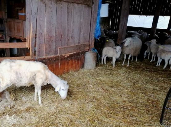 Ekološka kmetija Pr' Travnari