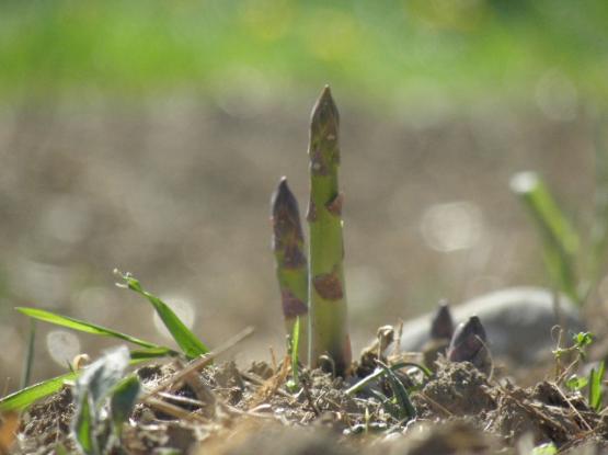 Kmetija Pr' Medišku