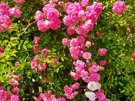 VRT ZDRAVILNIH RASTLIN d.o.o.