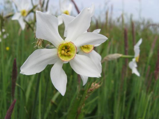 Narcissize meadows