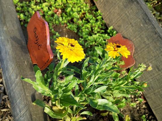 Sustainable garden