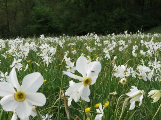 Narcissize meadows