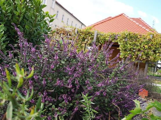 Sustainable garden