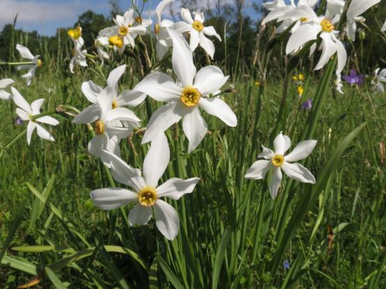 Narcissize meadows