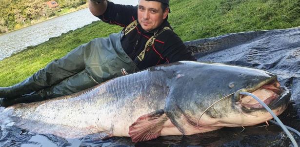 Orjaški som, ujet v Slivniškem jezeru - Radio Štajerski val