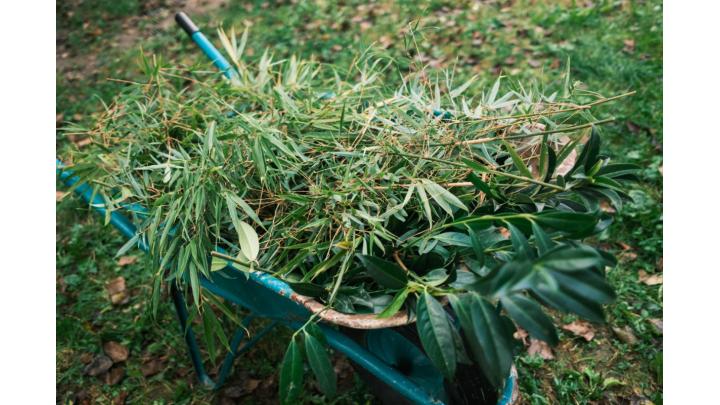 Bambus in lovorikovec