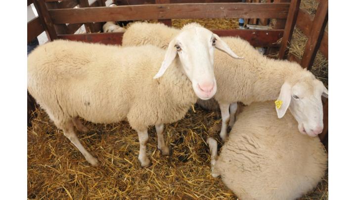 Reja ovc. Foto: Ministrstvo za kmetijstvo, gozdarstvo in prehrano.