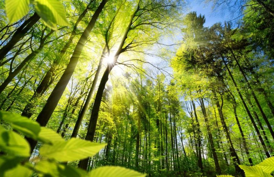 Odgovor predsednice EK Ursule von der Leyen na pobudo o vzpostavitvi vseevropskega mehanizma za upravljanje in obnovo pogorišč