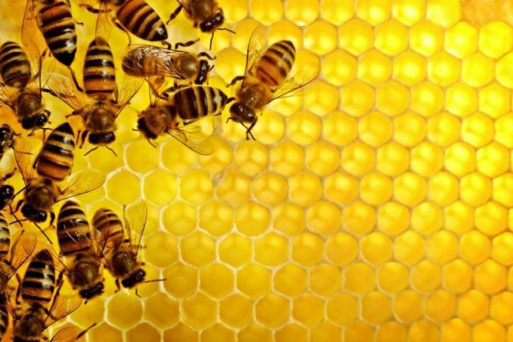 Po treh letih, ko so bile letine medu slabe, so letos čebelarji veseli dobrega pridelka. (Fotografija je simbolična.)