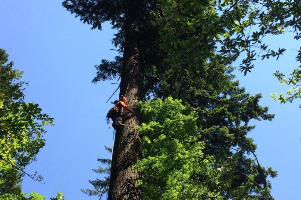 Takole izgleda merjenje najvišjega drevesa v državi, Pečovniške duglazije v celjskem Mestnem gozdu. (Foto: Zavod za gozdove Slovenije)