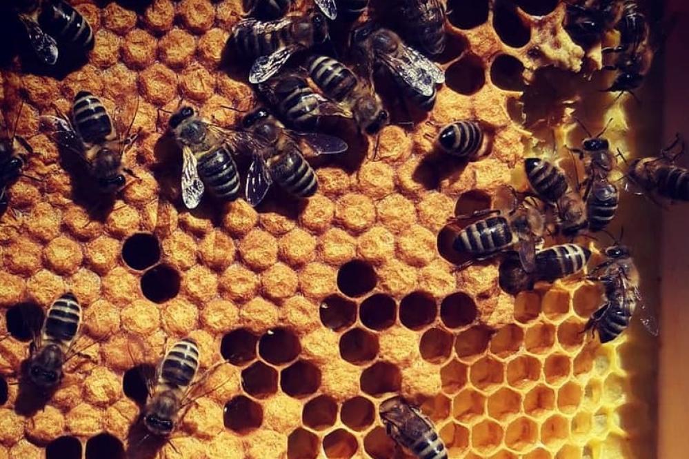 S čebelarstvom je povezana naša tradicija, kulinarika, ljudska umetnost na panjskih končnicah, pa tudi skrb za zdravje in dobro počutje. (foto simbolična/splet)